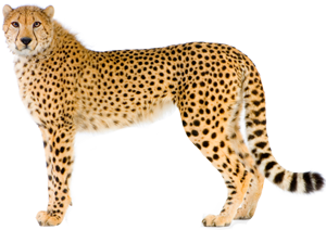 We can't run as fast as Charlie the Cheetah but we don't bite either.