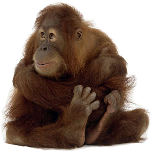 Chuck the Orangutan - We Build Better Web Sites Than He Does