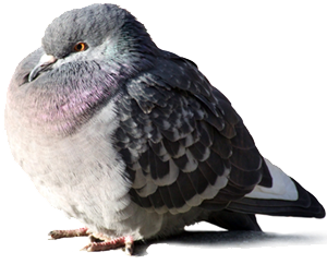 Birdie, the FindFast Delivery Pigeon